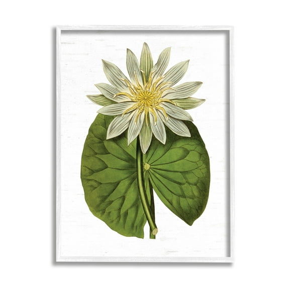 Stupell Industries Vintage Water Lily Floral and Pond Plant Pad,24 x 30, Design by Lettered and Lined