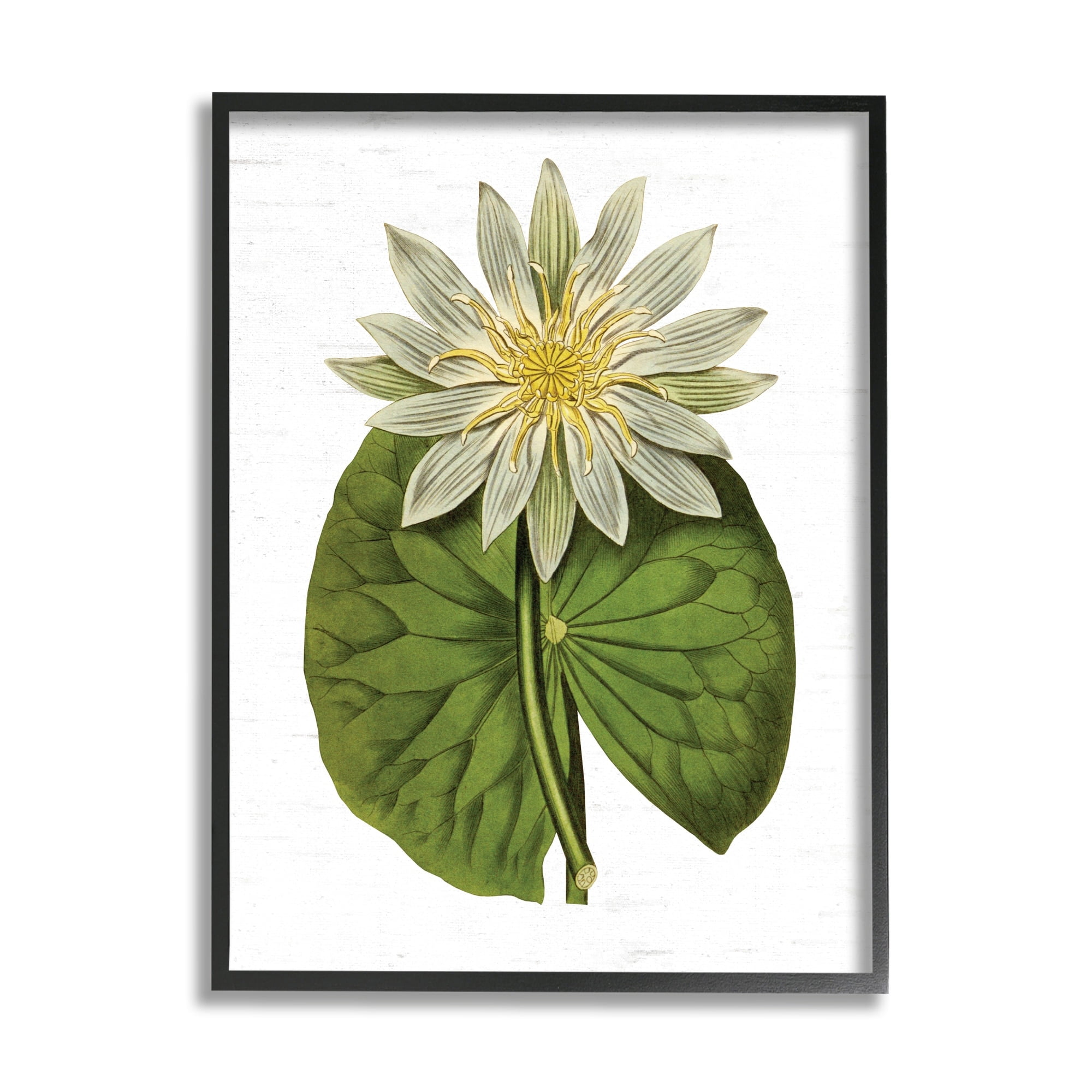 Stupell Industries Vintage Water Lily Floral and Pond Plant Pad,24 x 30, Design by Lettered and Lined