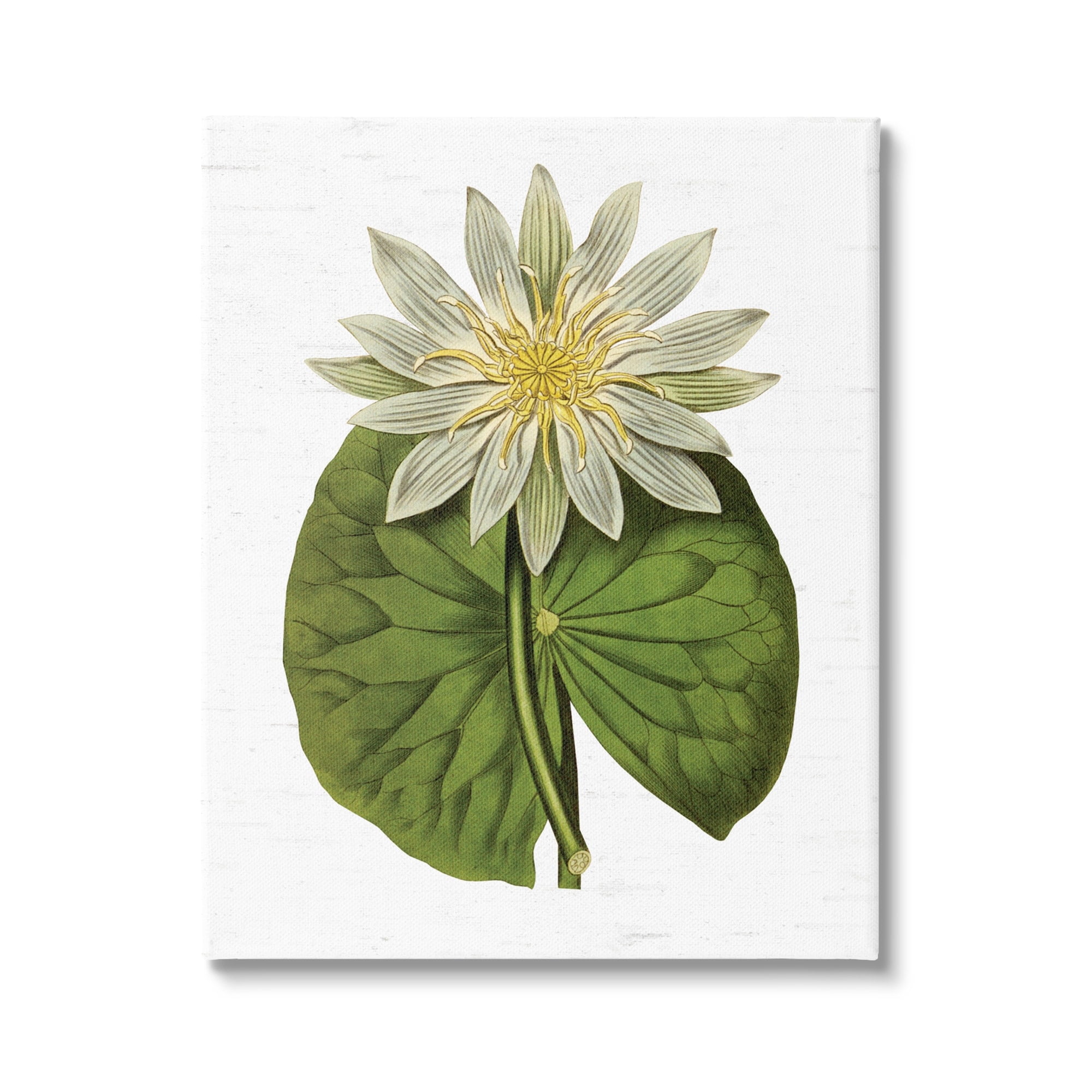 Stupell Industries Vintage Water Lily Floral and Pond Plant Pad,24 x 30, Design by Lettered and Lined
