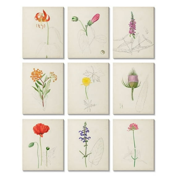 Stupell Industries Vintage Watercolor Sketches of Natural Botanicals Designed by Unknown Artist