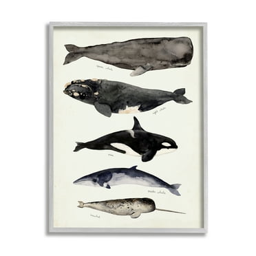 Stupell Industries Vintage Watercolor Whale Chart Large Aquatic Animals, 11 x 14, Design by Victoria Barnes
