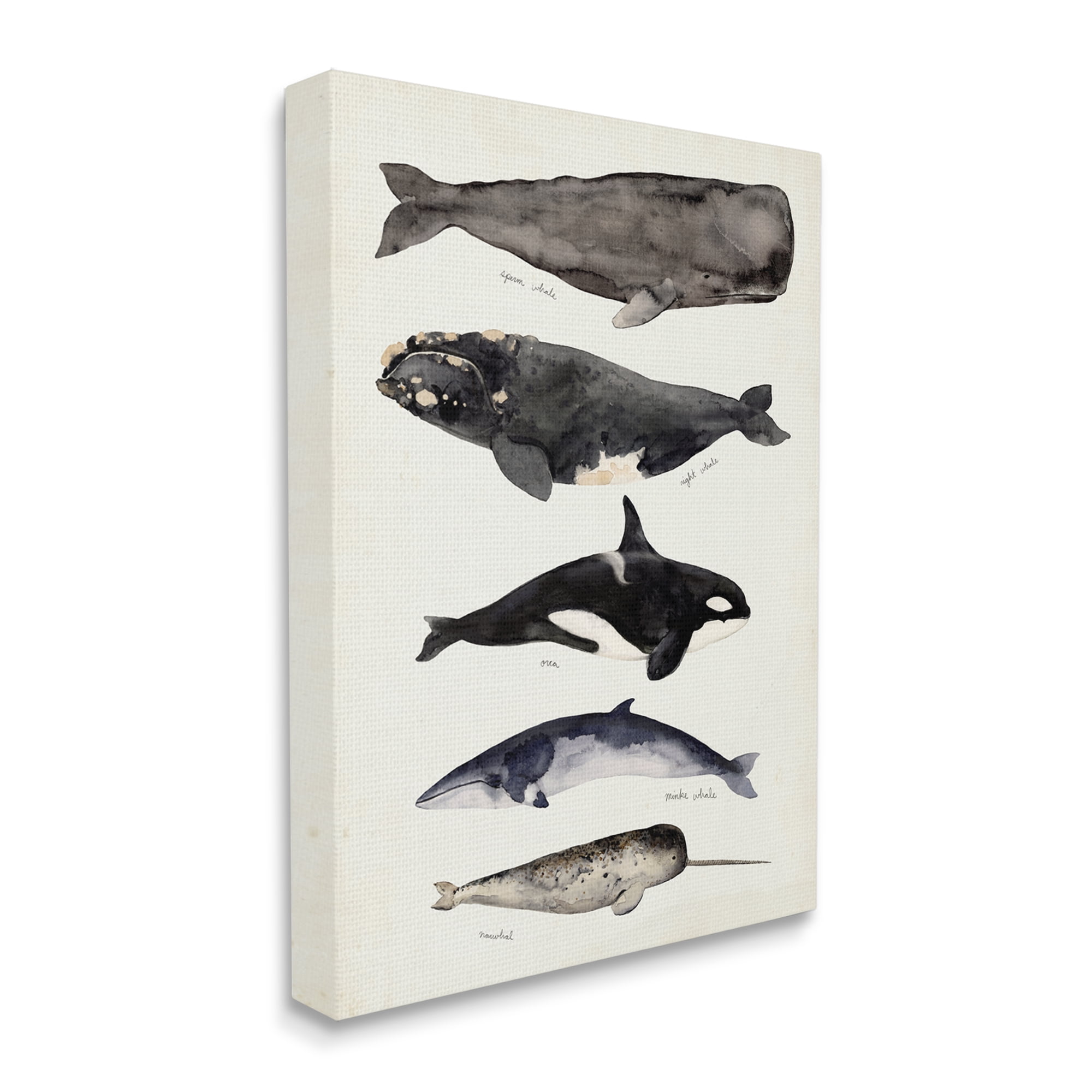 Stupell Industries Vintage Watercolor Whale Chart Large Aquatic Animals Nature Painting Gallery Wrapped Canvas Print Wall Art, 30 x 40