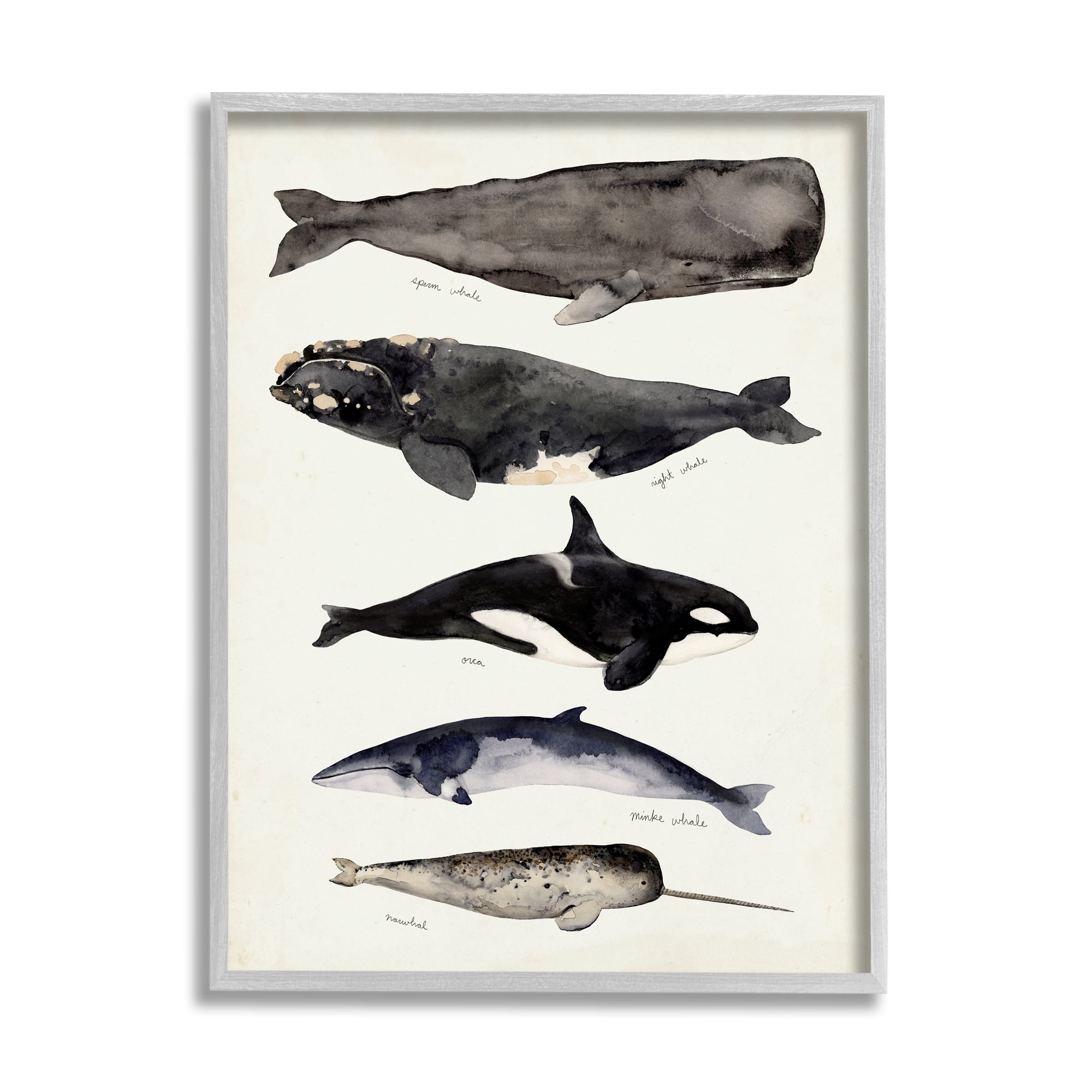 Stupell Industries Vintage Watercolor Whale Chart Large Aquatic Animals Nature Painting Gray Framed Art Print Wall Art, 16 x 20