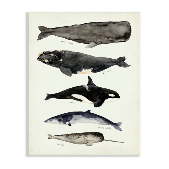Stupell Industries Vintage Watercolor Whale Chart Large Aquatic Animals Nature Painting Unframed Art Print Wall Art, 10 x 15
