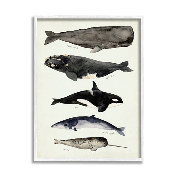 Stupell Industries Vintage Watercolor Whale Chart Large Aquatic Animals Nature Painting White Framed Art Print Wall Art, 24 x 30