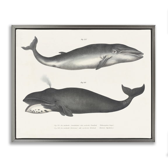 Stupell Industries Vintage Whale Study Diagrams Animals Painting Gray Floater Framed Canvas Art Print Wall Art, 21 x 17
