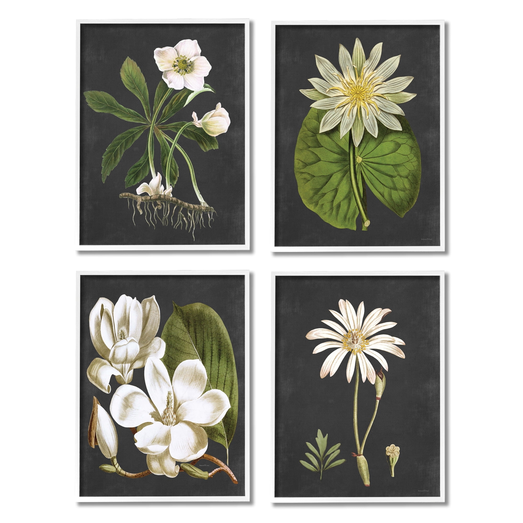Stupell Industries Vintage White Florals over Distressed Grey Lotus Daisies, 11 x 14,Design by Lettered and Lined