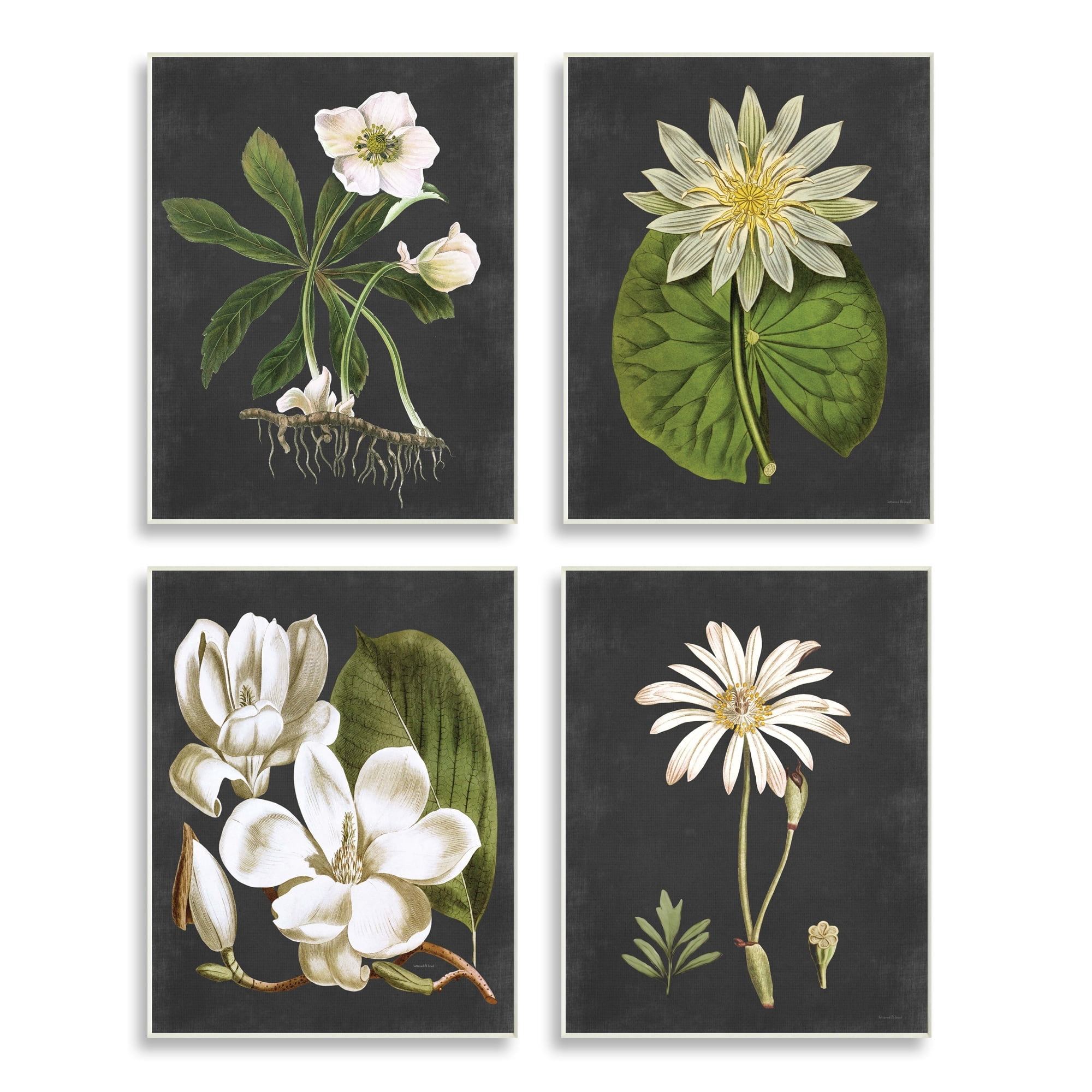 Stupell Industries Vintage White Florals over Distressed Grey Lotus Daisies, 13 x 19,Design by Lettered and Lined