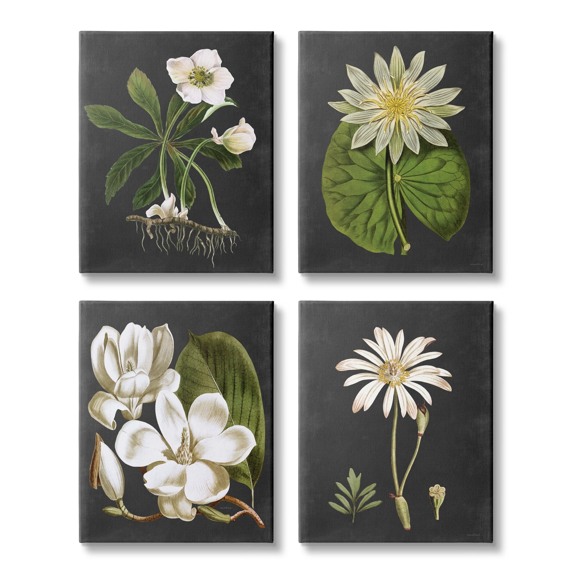 Stupell Industries Vintage White Florals over Distressed Grey Lotus Daisies, 16 x 20,Design by Lettered and Lined