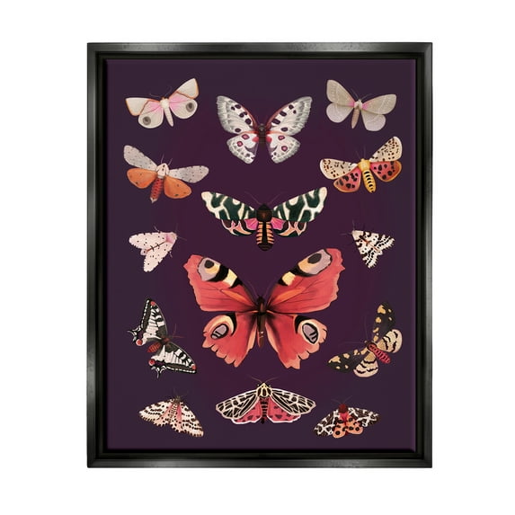 Stupell Industries Vintage Wildlife Moths Animals & Insects Painting Black Floater Framed Art Print Wall Art, 17 x 21