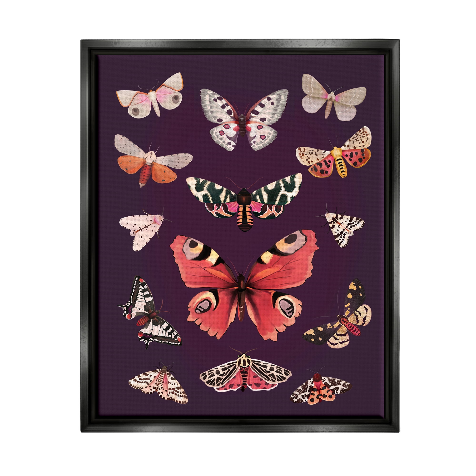 Stupell Industries Vintage Wildlife Moths Animals & Insects Painting Black Floater Framed Art Print Wall Art, 25 x 31