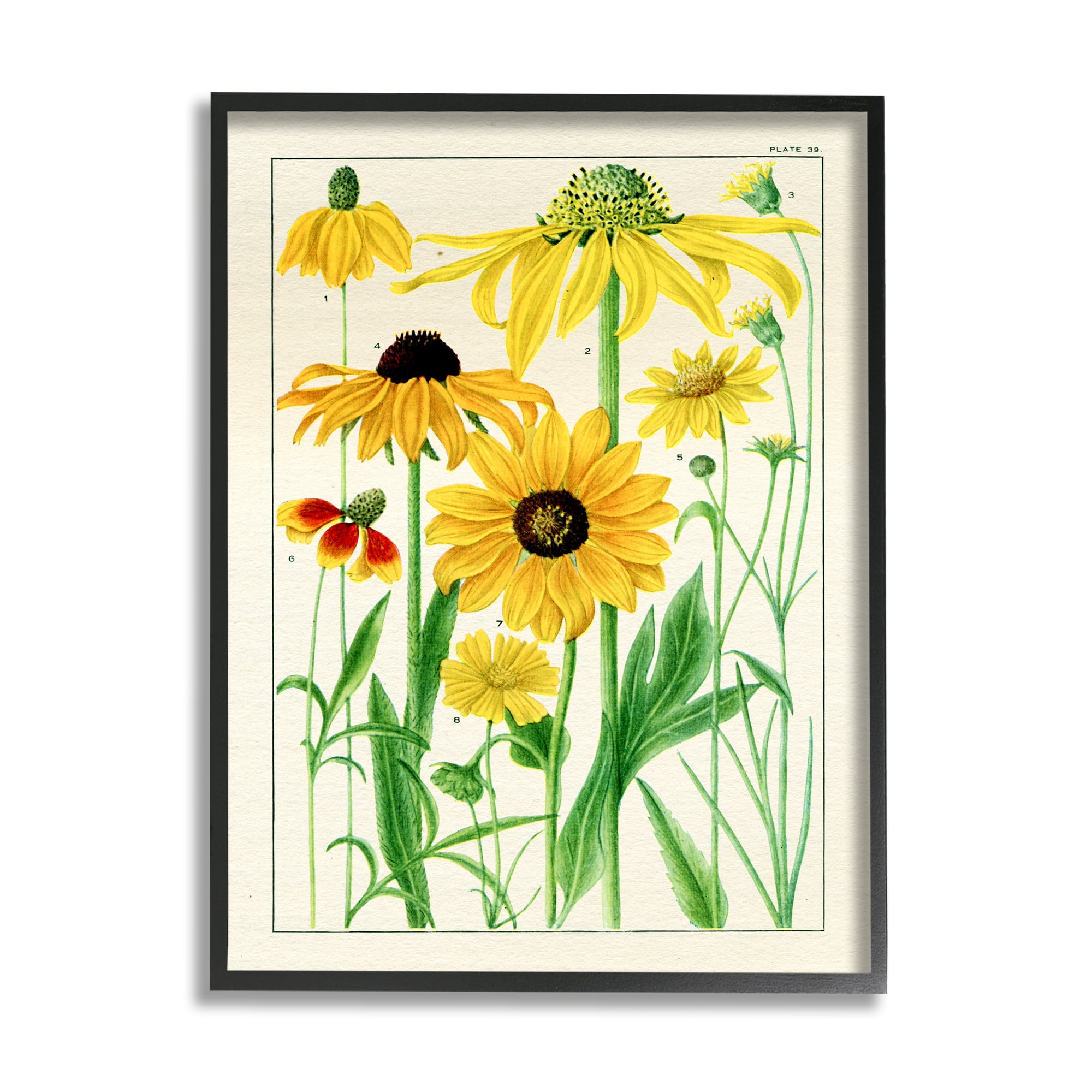 Stupell Industries Vintage Yellow Daisies Botanical & Floral Painting Black Framed Art Print Wall Art, 16 x 20