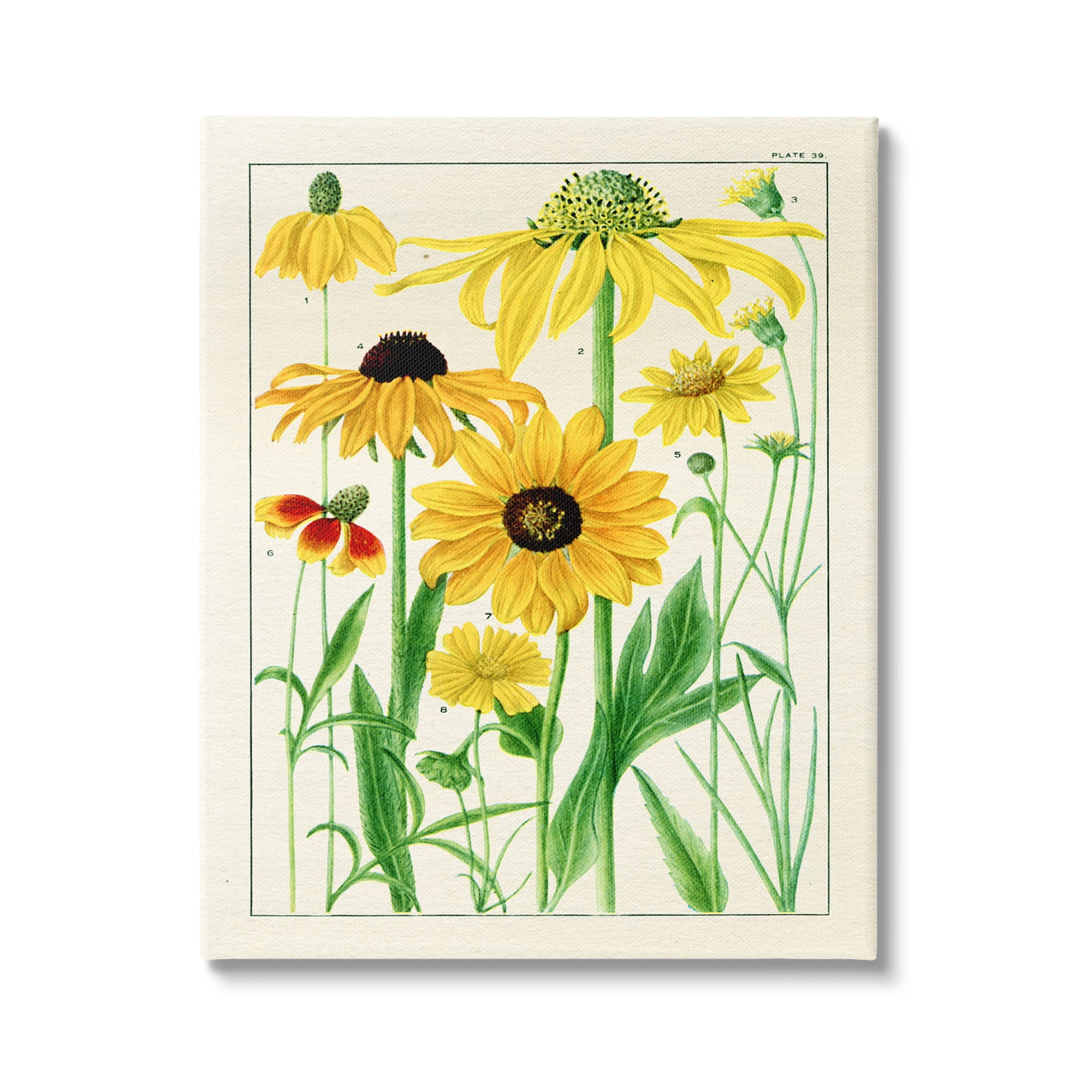 Stupell Industries Vintage Yellow Daisies Botanical & Floral Painting Gallery Wrapped Canvas Print Wall Art, 30 x 40