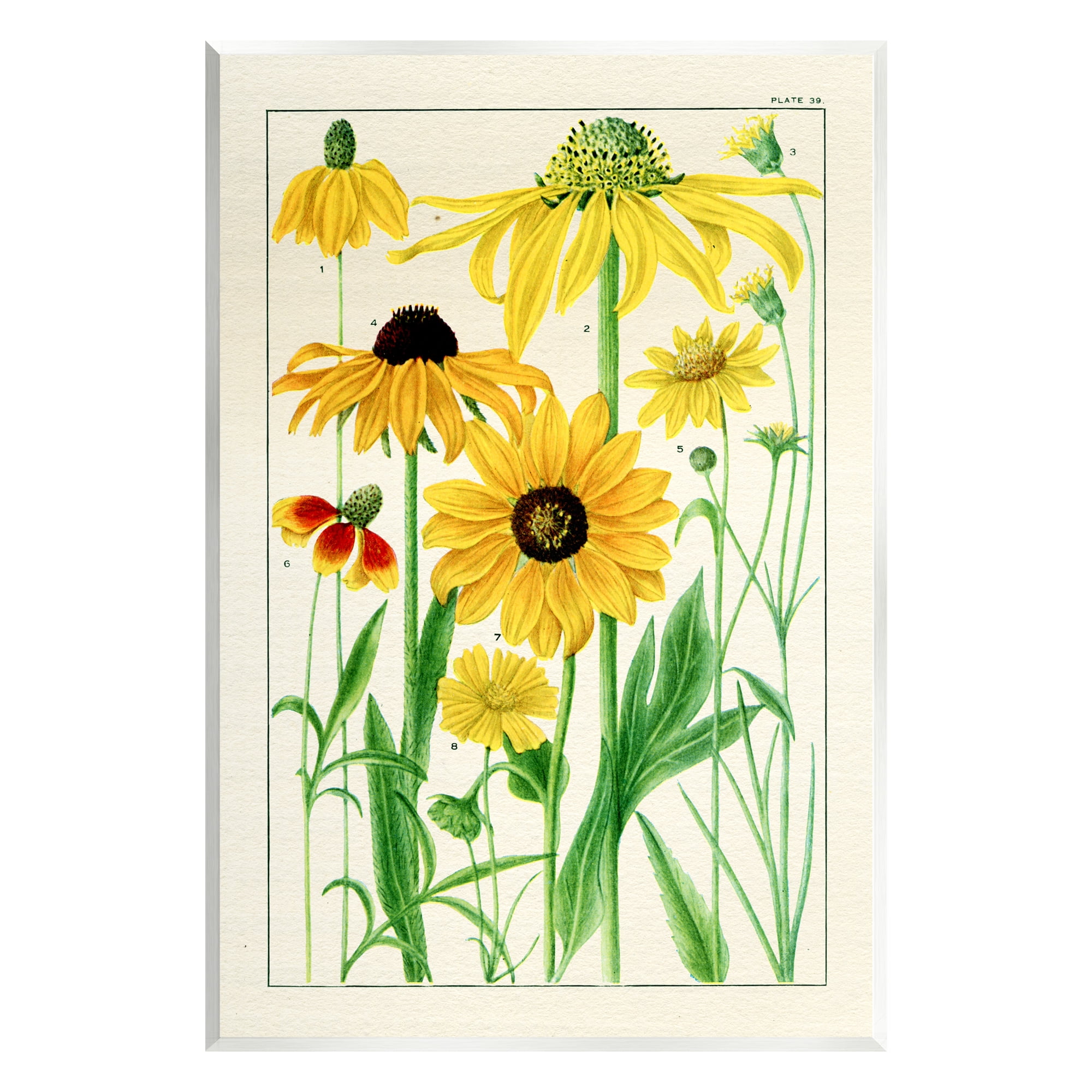 Stupell Industries Vintage Yellow Daisies Botanical & Floral Painting Unframed Art Print Wall Art, 13 x 19