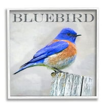 Stupell Industries Vivid Bluebird Standing Birch Tree Rustic Text Framed Wall Art, 12 x 12, Design by Alpenglow Workshop