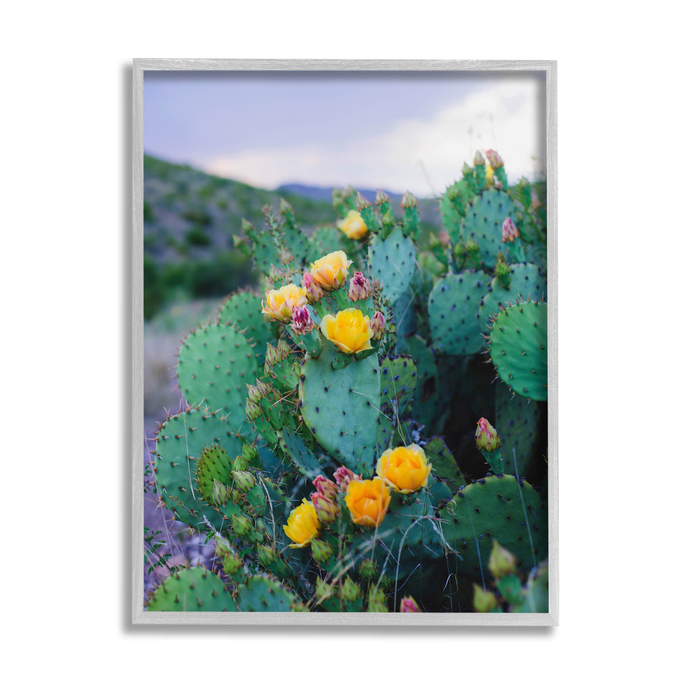 Stupell Industries Vivid Cactus Blossoms Photograph Gray Framed Art Print Wall Art, Design by Sonja Quintero