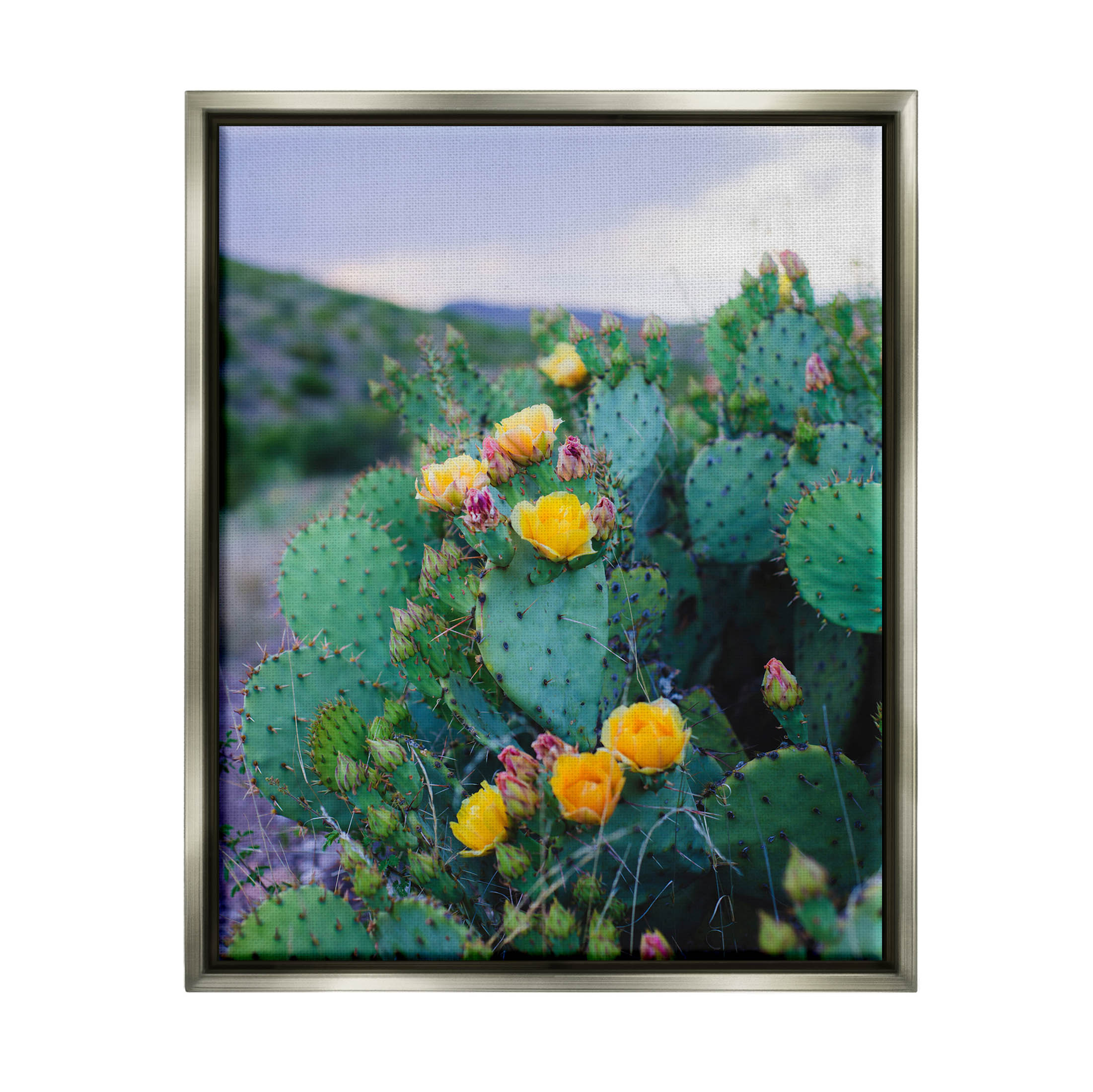 Stupell Industries Vivid Cactus Blossoms Photograph Luster Gray Floating Framed Canvas Print Wall Art, Design by Sonja Quintero