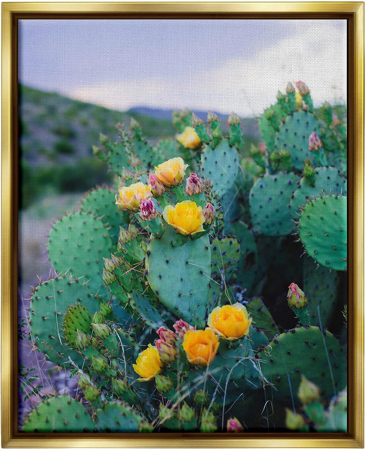 Stupell Industries Vivid Cactus Blossoms Photograph Metallic Gold Floating Framed Canvas Print Wall Art, Design by Sonja Quintero