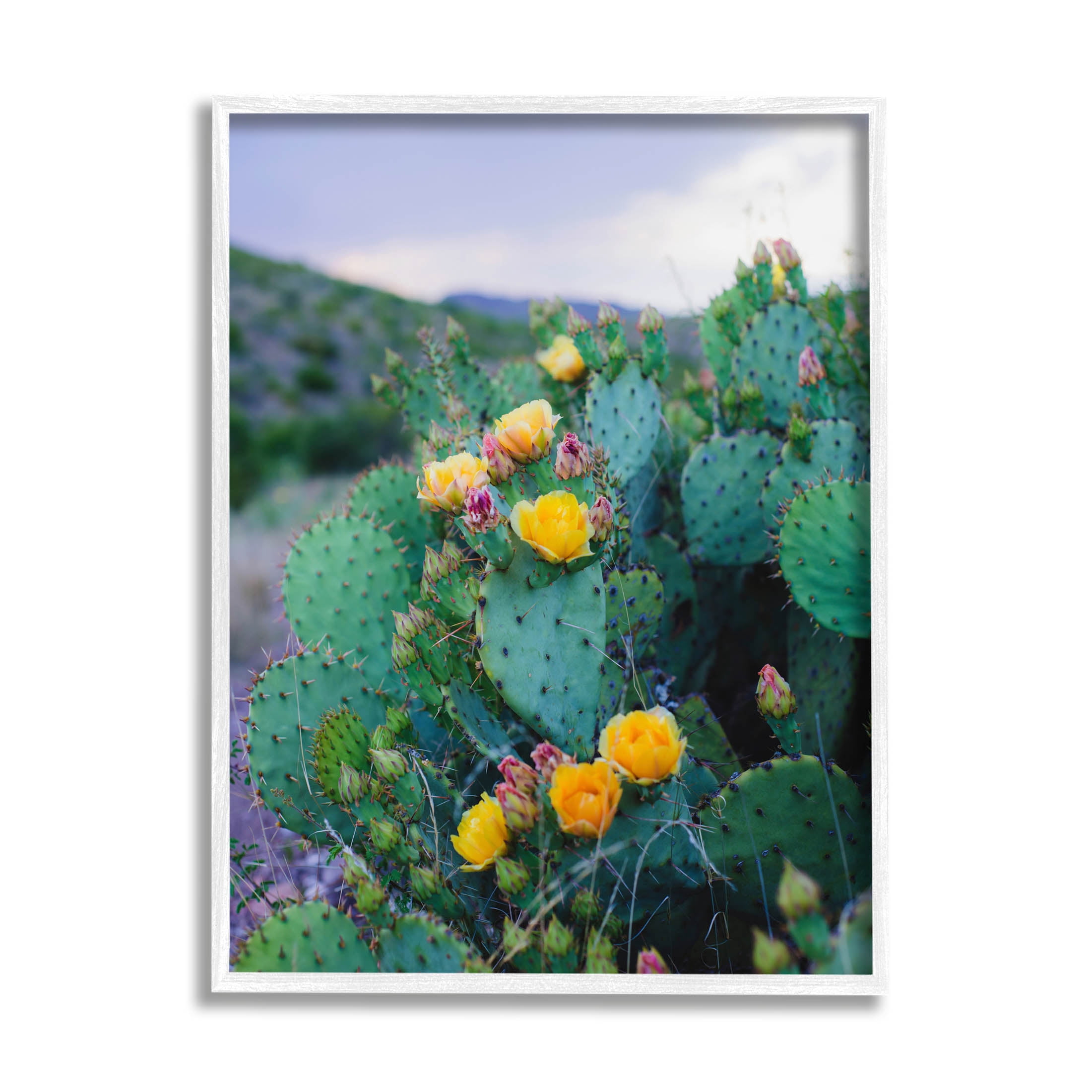 Stupell Industries Vivid Cactus Blossoms Photograph White Framed Art Print Wall Art, Design by Sonja Quintero
