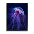 thumbnail image 1 of Stupell Industries Vivid Purple Jellyfish Swimming Ocean Sea Life Framed Wall Art, 11 x 14, Design by Steve Hunziker, 1 of 5
