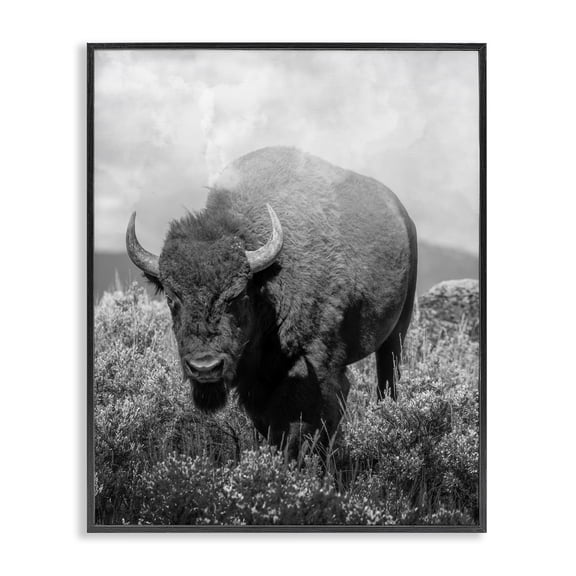 Stupell Industries Wandering Bison Monochrome Portrait Black Framed Giclee Art design by Marcus Prime, 14 x 11