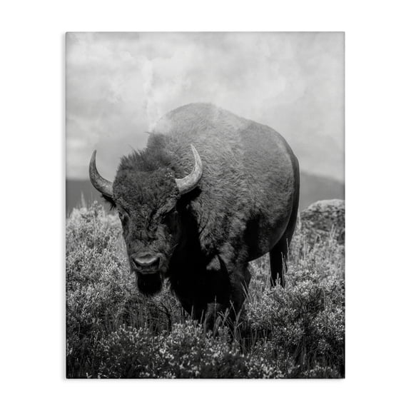 Stupell Industries Wandering Bison Monochrome Portrait Canvas Wall Art design by Marcus Prime, 20 x 16