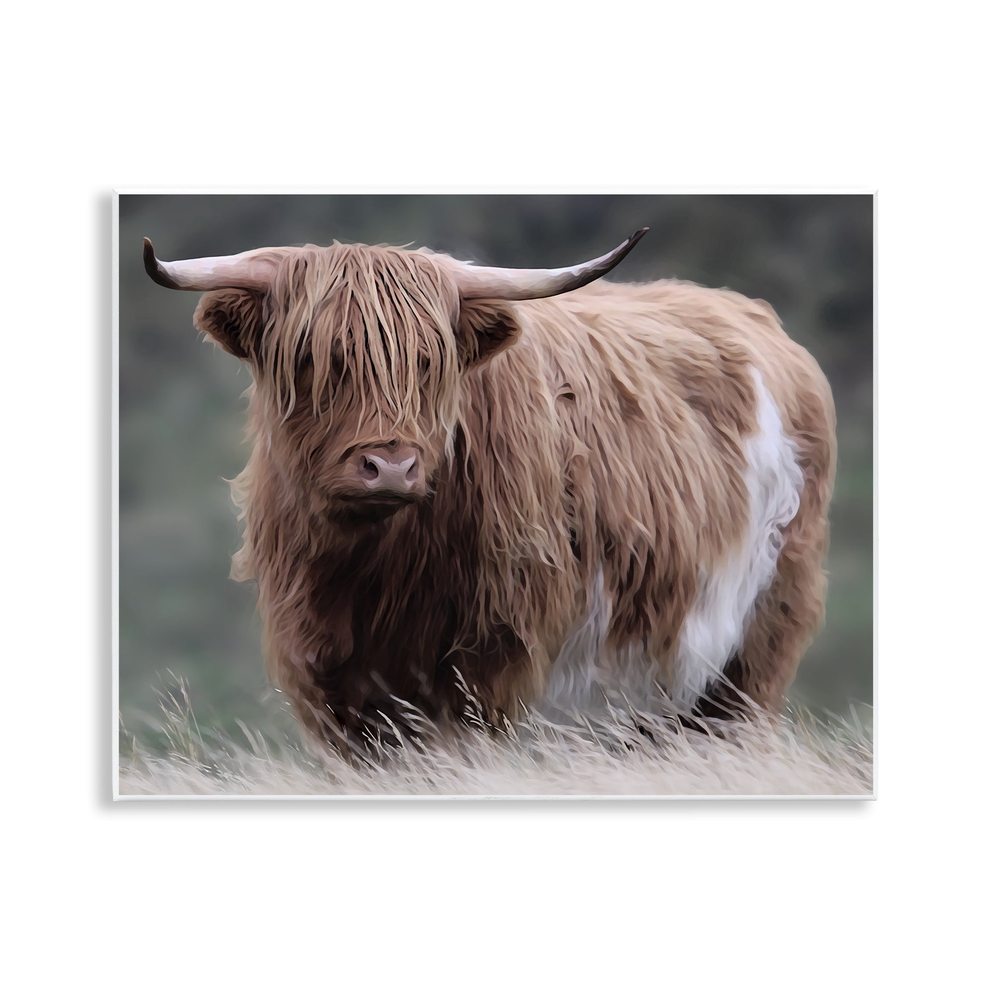 Stupell Industries Wandering Harry Highland Cattle Wall Plaque Art, design by Marcus Prime