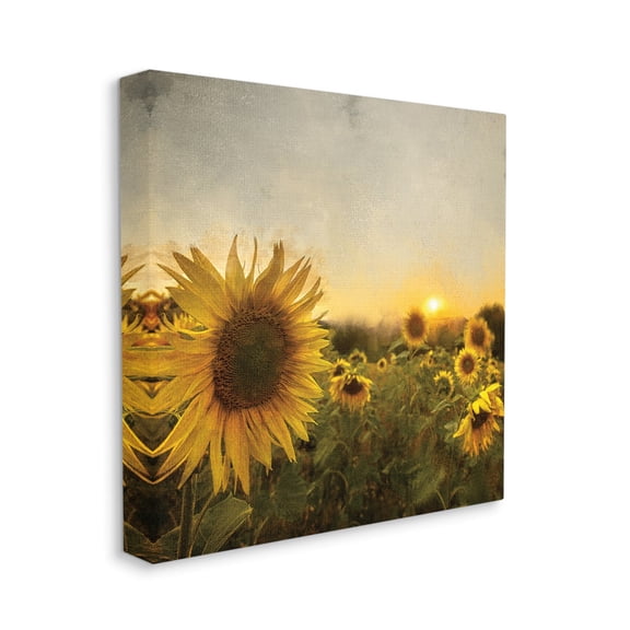 Stupell Industries Warm Sunflower Field Summer Sunset Landscape,30 x 30,Designed by Ann Baily