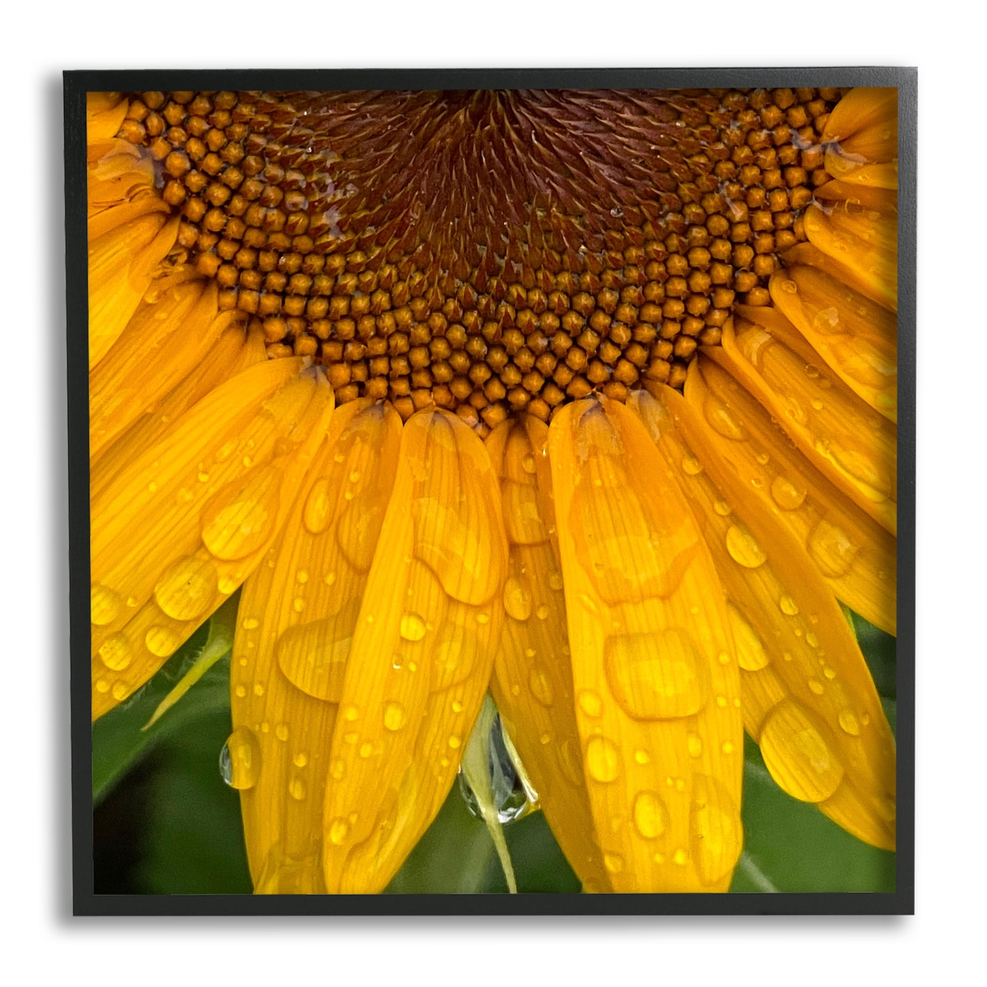 Stupell Industries Water Droplets Sunflower Nature Botanical & Floral Photography Black Framed Art Print Wall Art