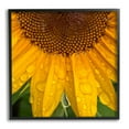 thumbnail image 1 of Stupell Industries Water Droplets Sunflower Nature Botanical & Floral Photography Black Framed Art Print Wall Art, 1 of 7