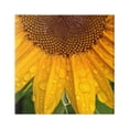 thumbnail image 1 of Stupell Industries Water Droplets Sunflower Nature Botanical & Floral Photography Gallery Wrapped Canvas Print Wall Art, 1 of 7