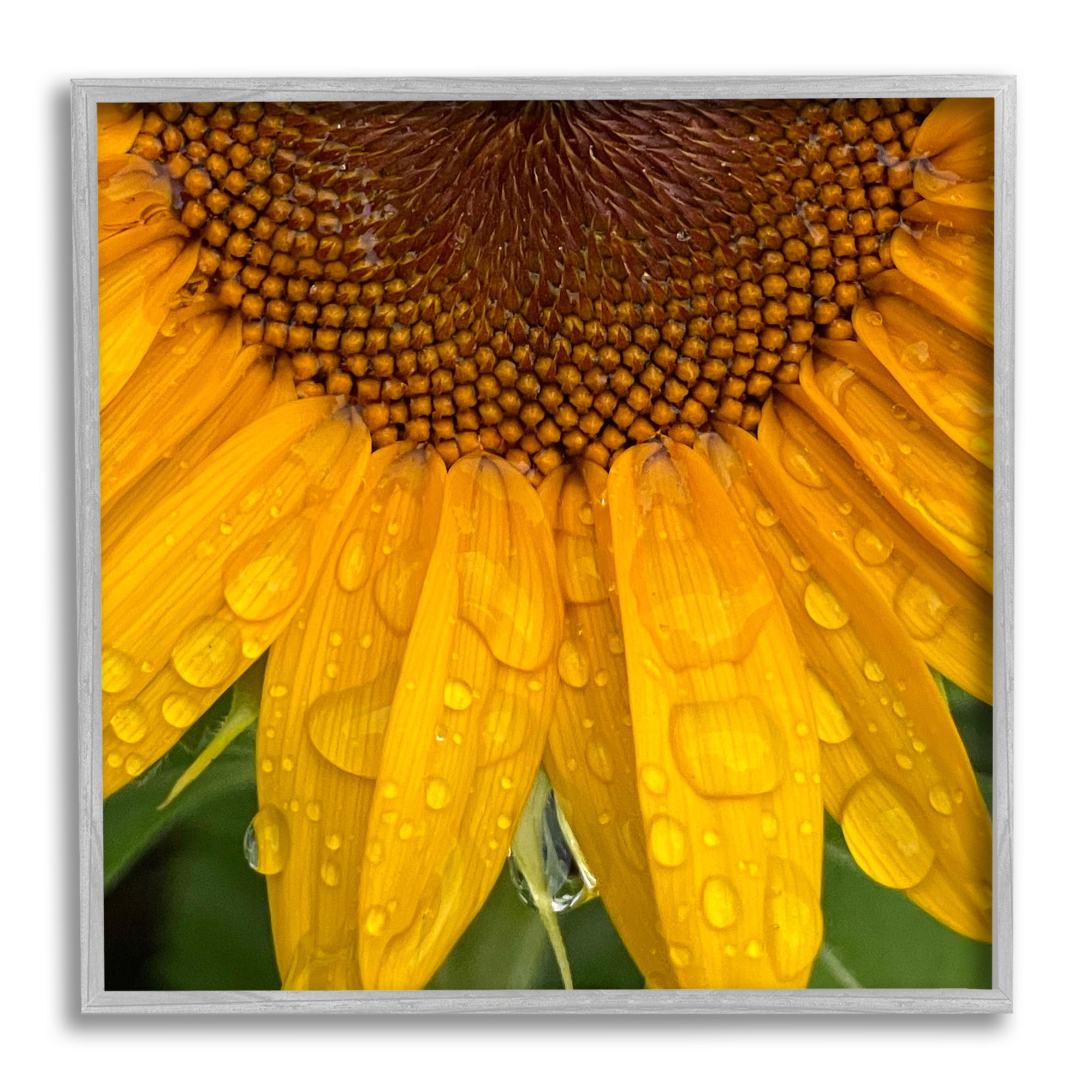 Stupell Industries Water Droplets Sunflower Nature Botanical & Floral Photography Gray Framed Art Print Wall Art