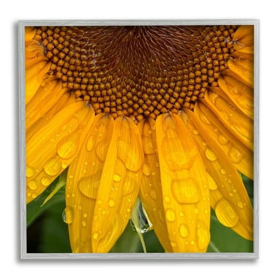 Stupell Industries Water Droplets Sunflower Nature Botanical & Floral Photography Gray Framed Art Print Wall Art