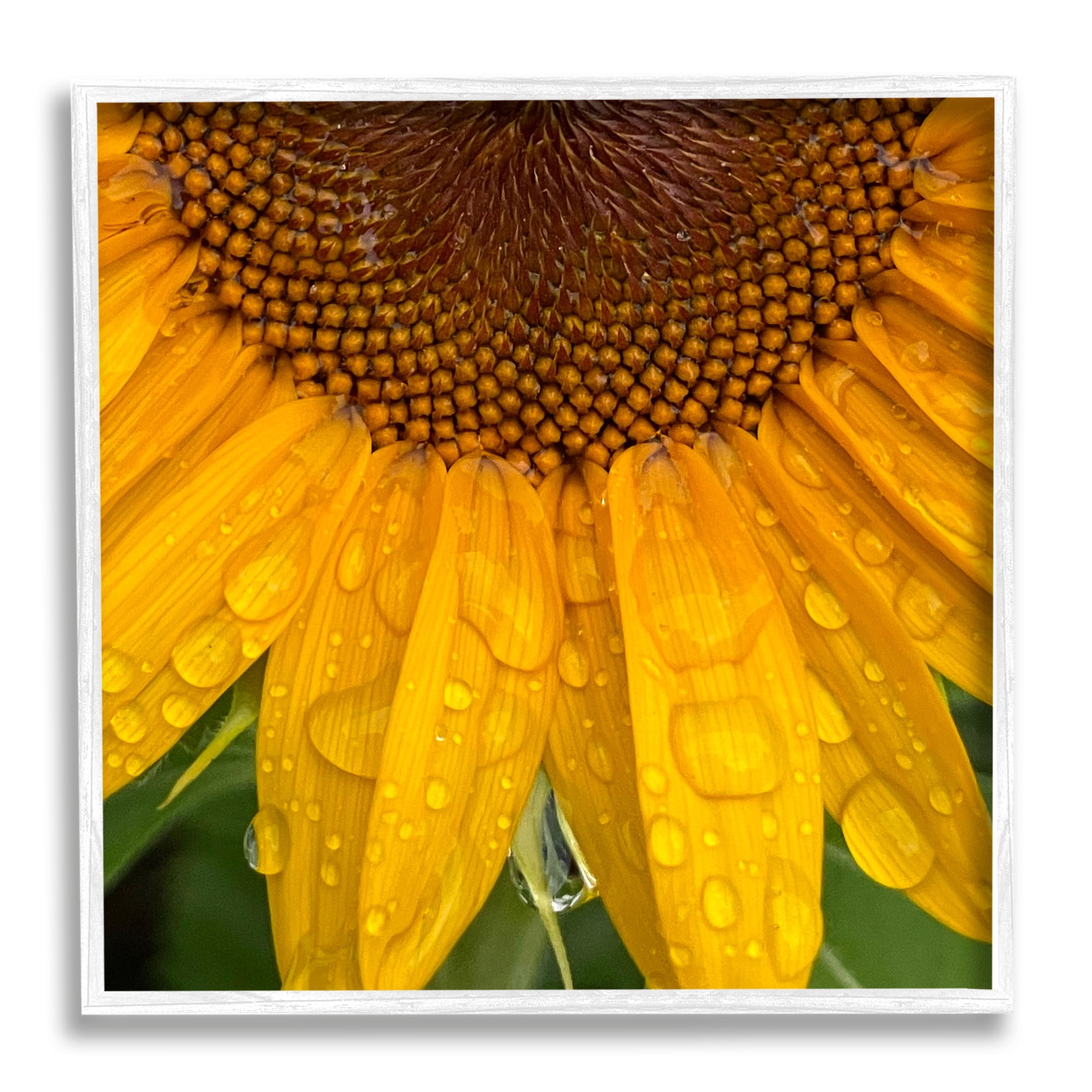 Stupell Industries Water Droplets Sunflower Nature Botanical & Floral Photography White Framed Art Print Wall Art