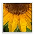 thumbnail image 1 of Stupell Industries Water Droplets Sunflower Nature Botanical & Floral Photography White Framed Art Print Wall Art, 1 of 7