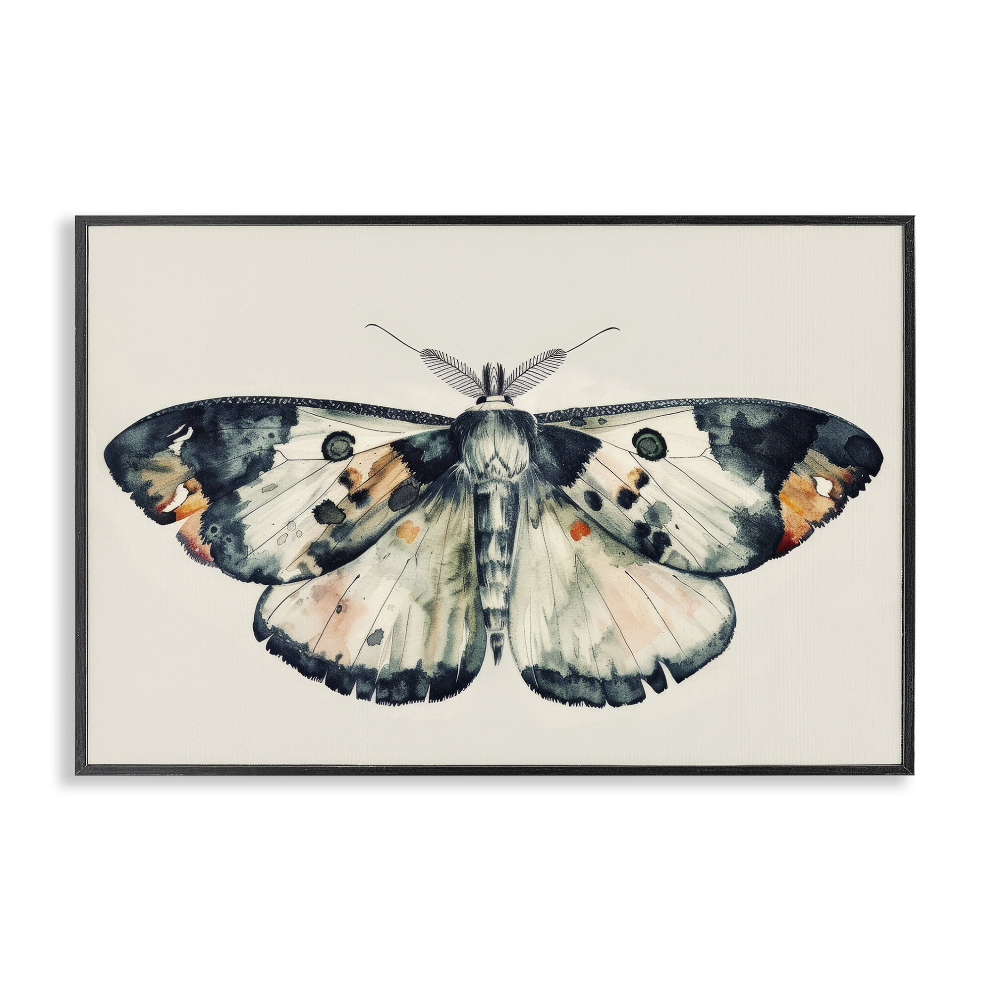 Stupell Industries Watercolor Black Trimmed Moth Animals Painting Black Framed Art Print Wall Art, 18 x 12