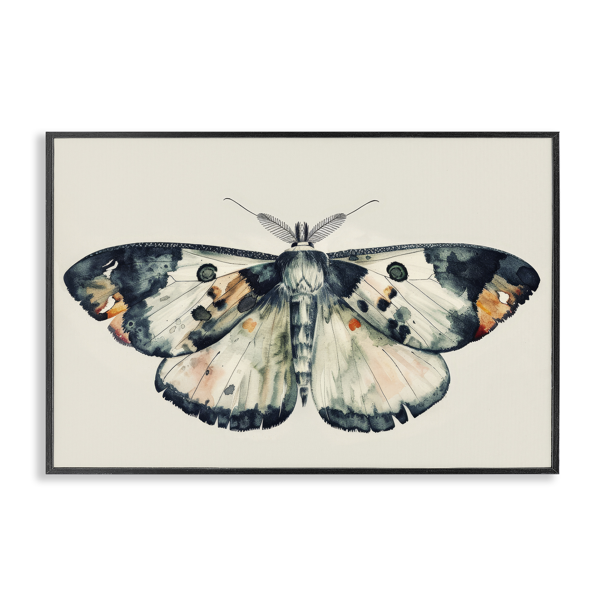 Stupell Industries Watercolor Black Trimmed Moth Animals Painting Black Framed Art Print Wall Art, 24 x 16