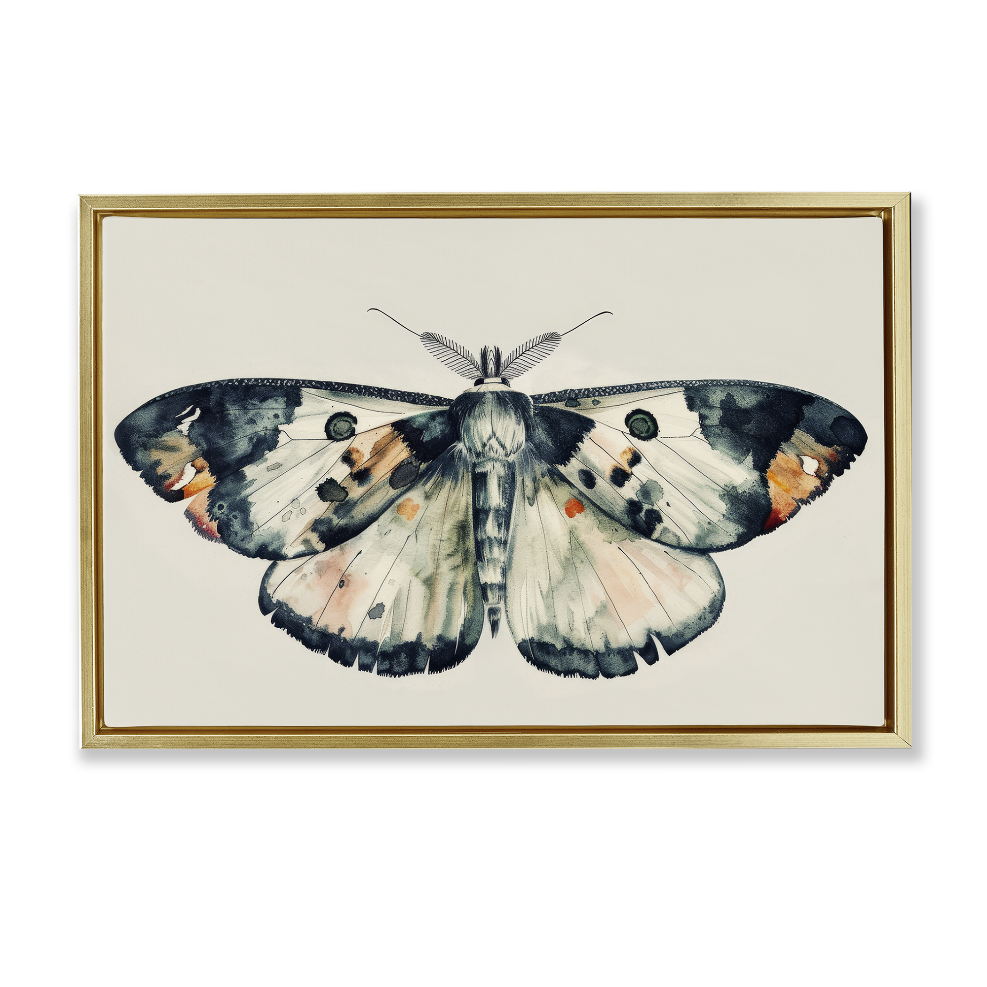Stupell Industries Watercolor Black Trimmed Moth Animals Painting Gold Floater Framed Canvas Art Print Wall Art, 31 x 21