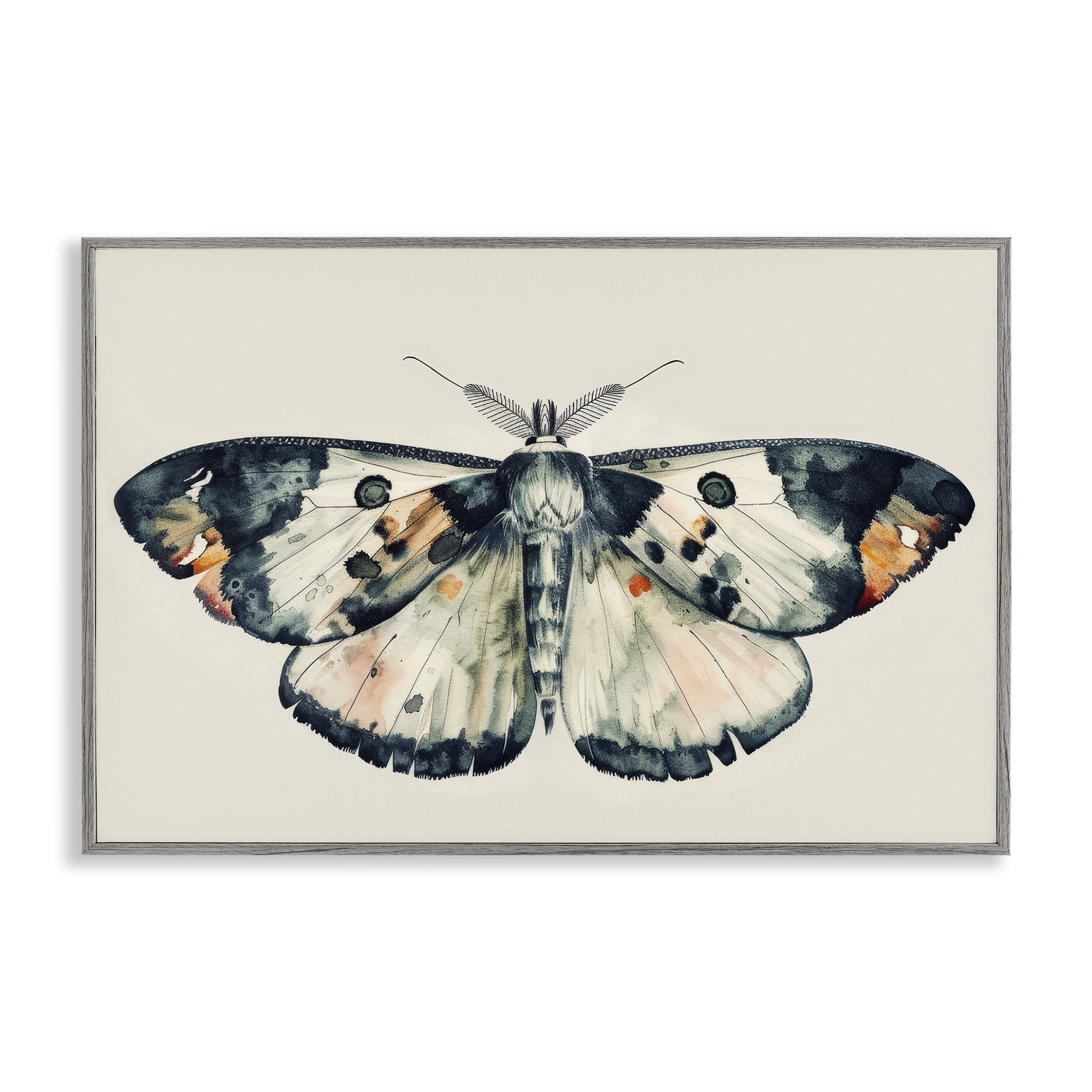 Stupell Industries Watercolor Black Trimmed Moth Animals Painting Gray Framed Art Print Wall Art, 18 x 12