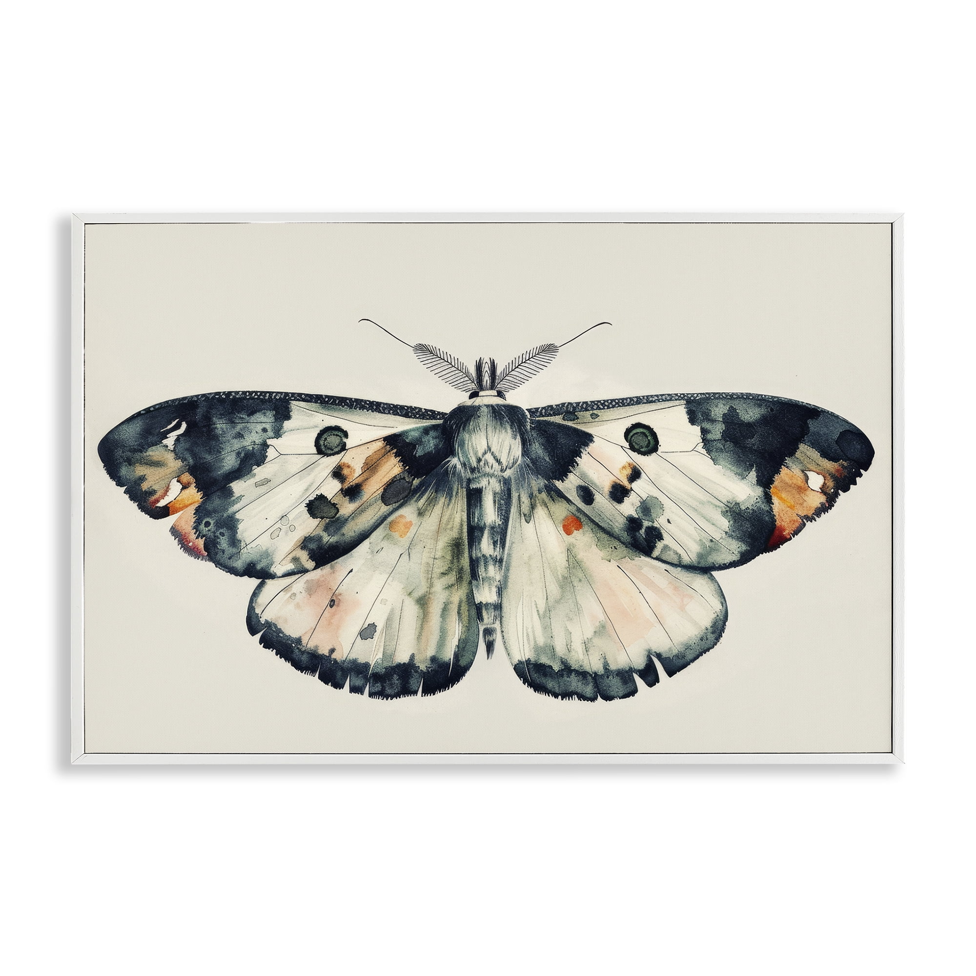 Stupell Industries Watercolor Black Trimmed Moth Animals Painting White Framed Art Print Wall Art, 18 x 12