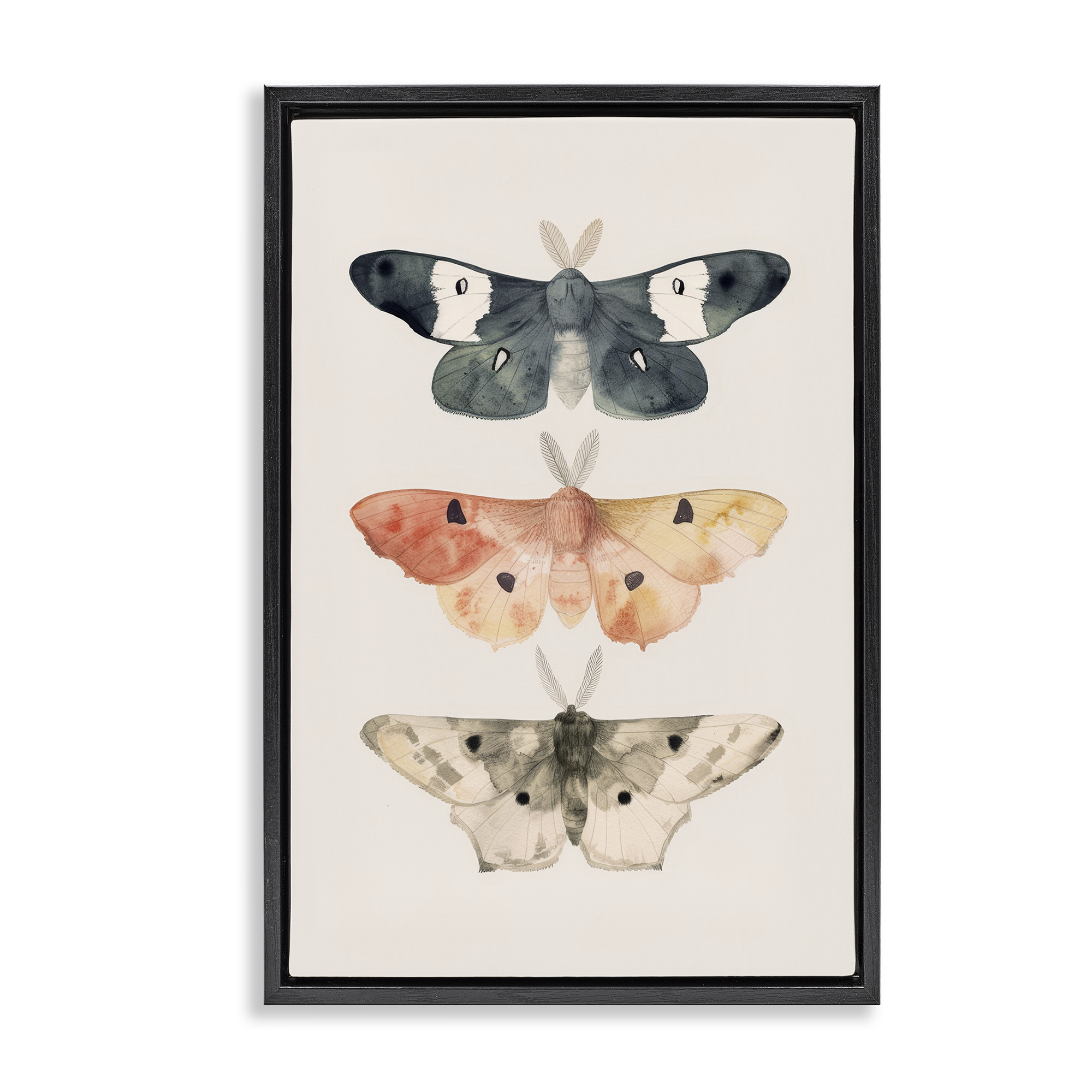 Stupell Industries Watercolor Moth Trio Animals Painting Black Floater Framed Canvas Art Print Wall Art, 21 x 31