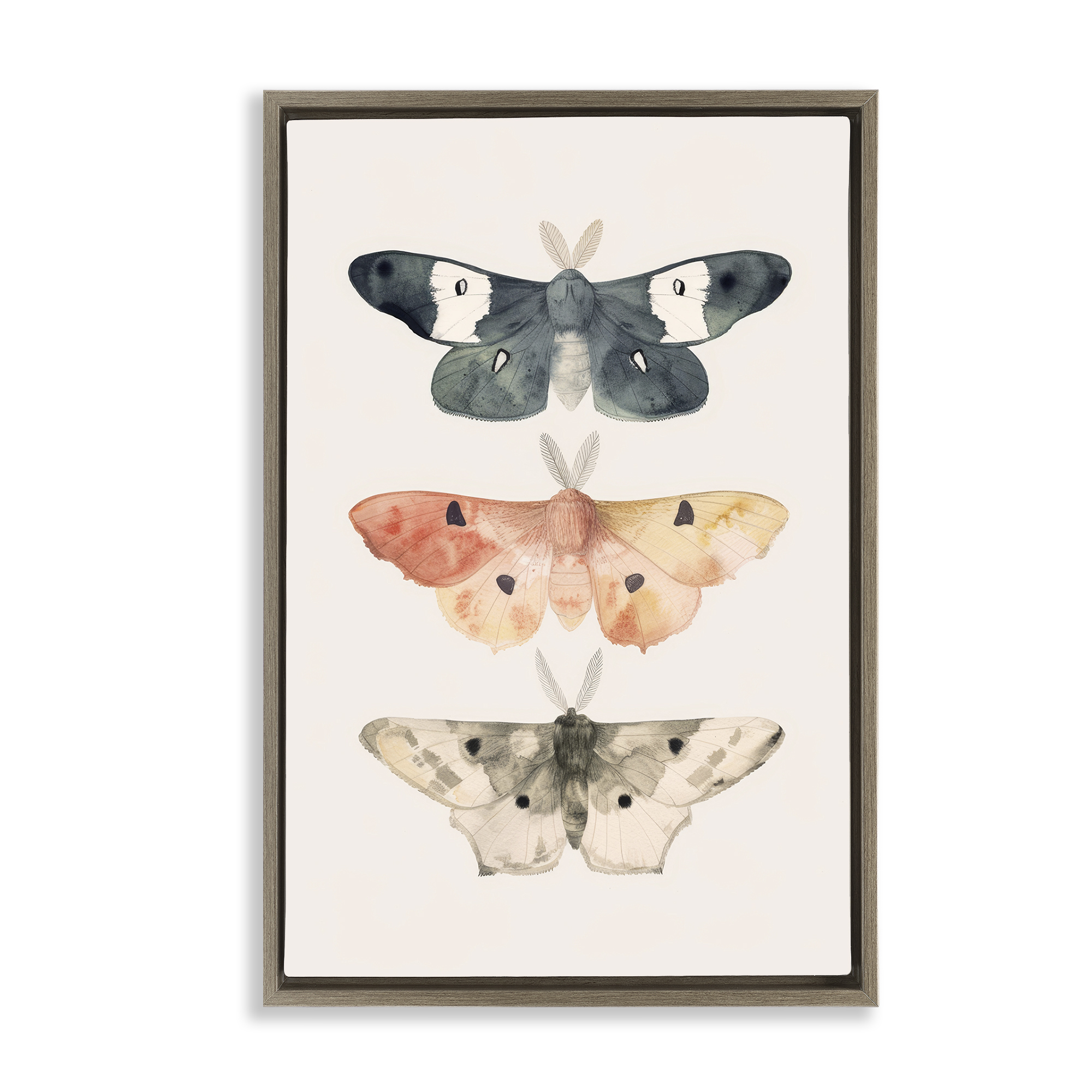 Stupell Industries Watercolor Moth Trio Animals Painting Brown Floater Framed Canvas Art Print Wall Art, 17 x 25