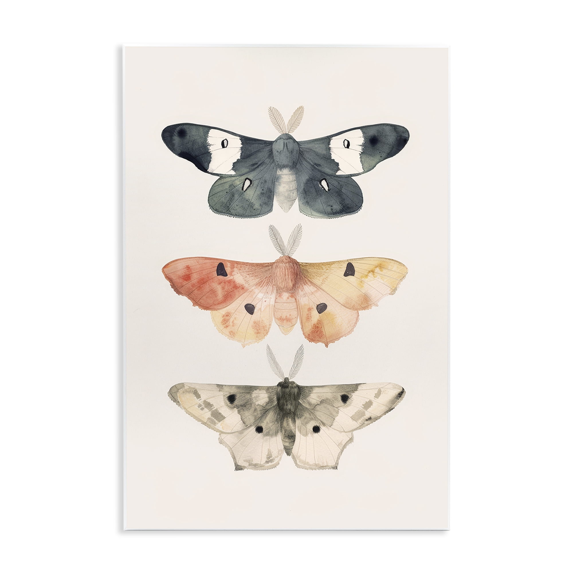 Stupell Industries Watercolor Moth Trio Animals Painting Unframed Art Print Wall Art, 13 x 19