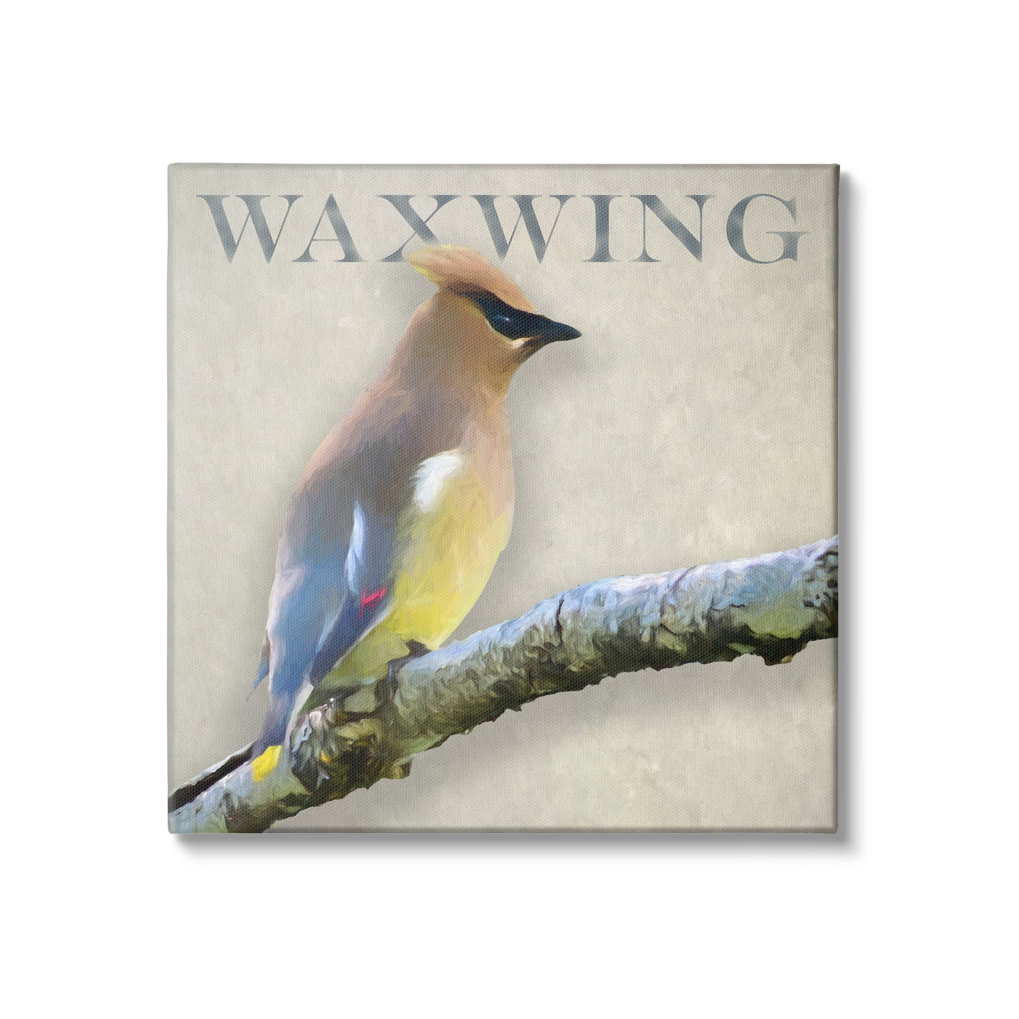 Stupell Industries Waxwing Bird Perched Wildlife Breed Typography Graphic Art Gallery Wrapped Canvas Print Wall Art, Design by Alpenglow Workshop