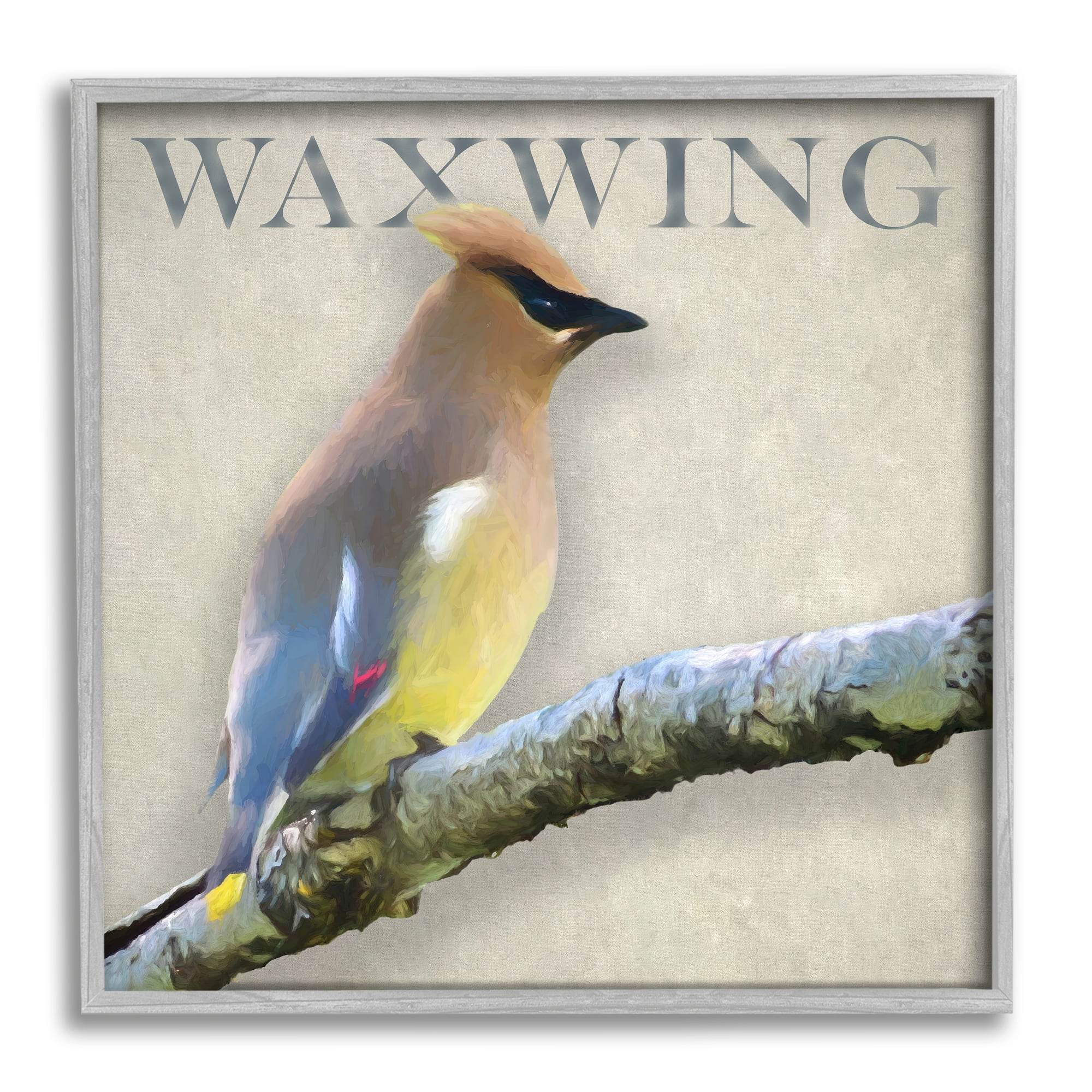 Stupell Industries Waxwing Bird Perched Wildlife Breed Typography Graphic Art Gray Framed Art Print Wall Art, Design by Alpenglow Workshop