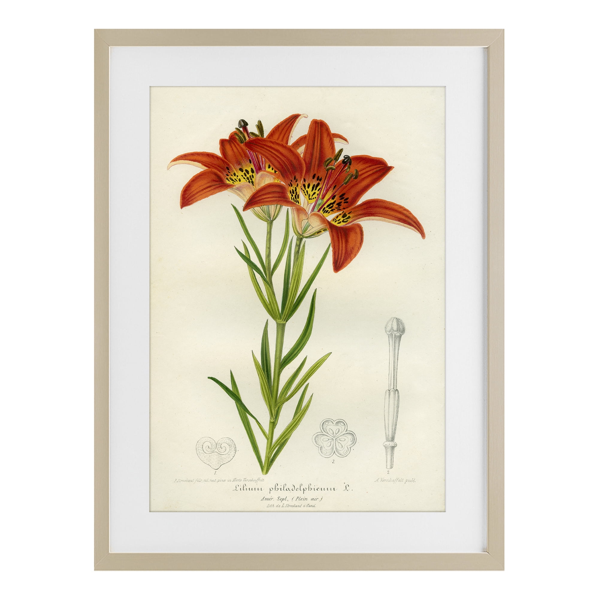 Stupell Industries Western Red Lily Birch Framed Print Under Glass, design by Print Collection