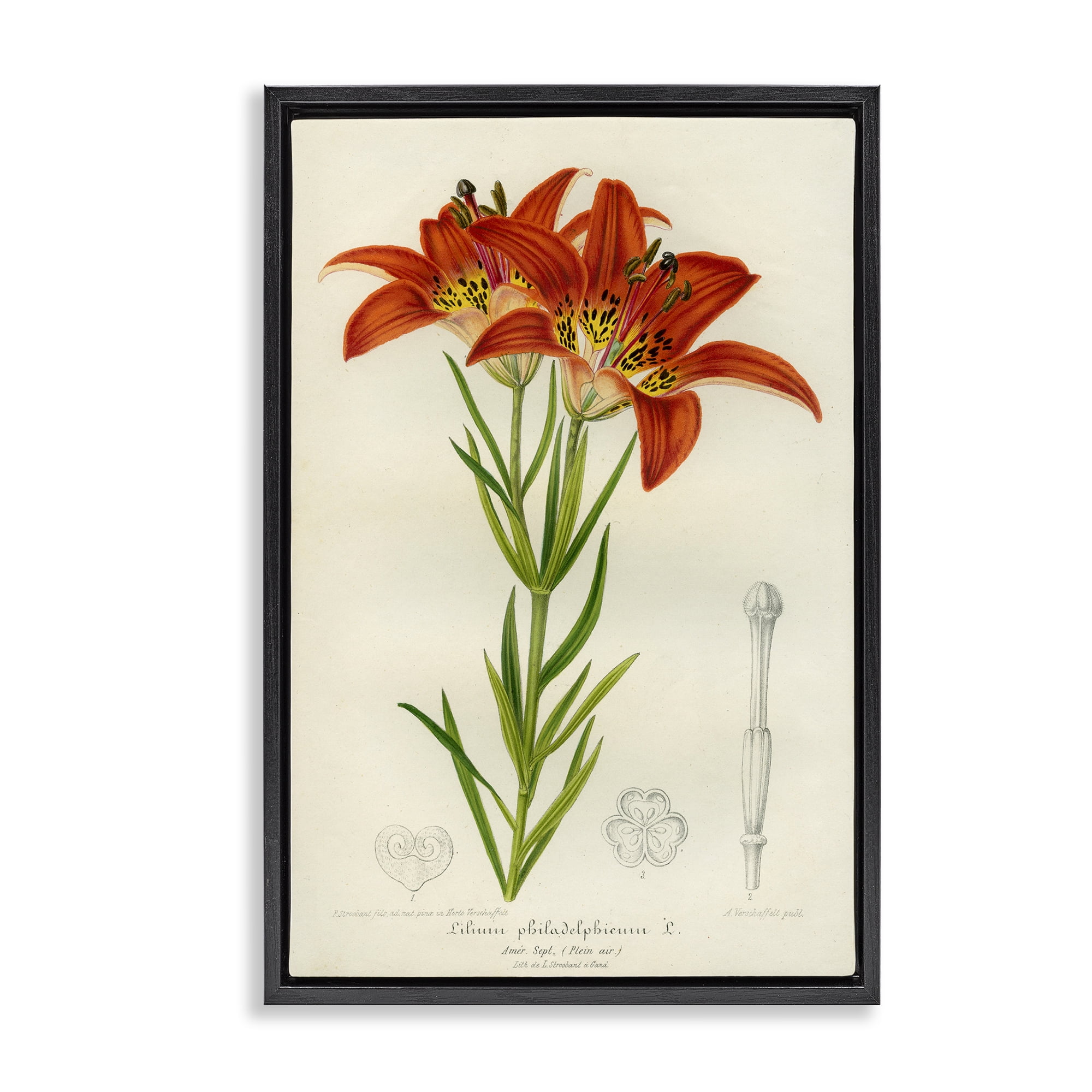 Stupell Industries Western Red Lily Black Framed Floater Canvas Wall Art, design by Print Collection