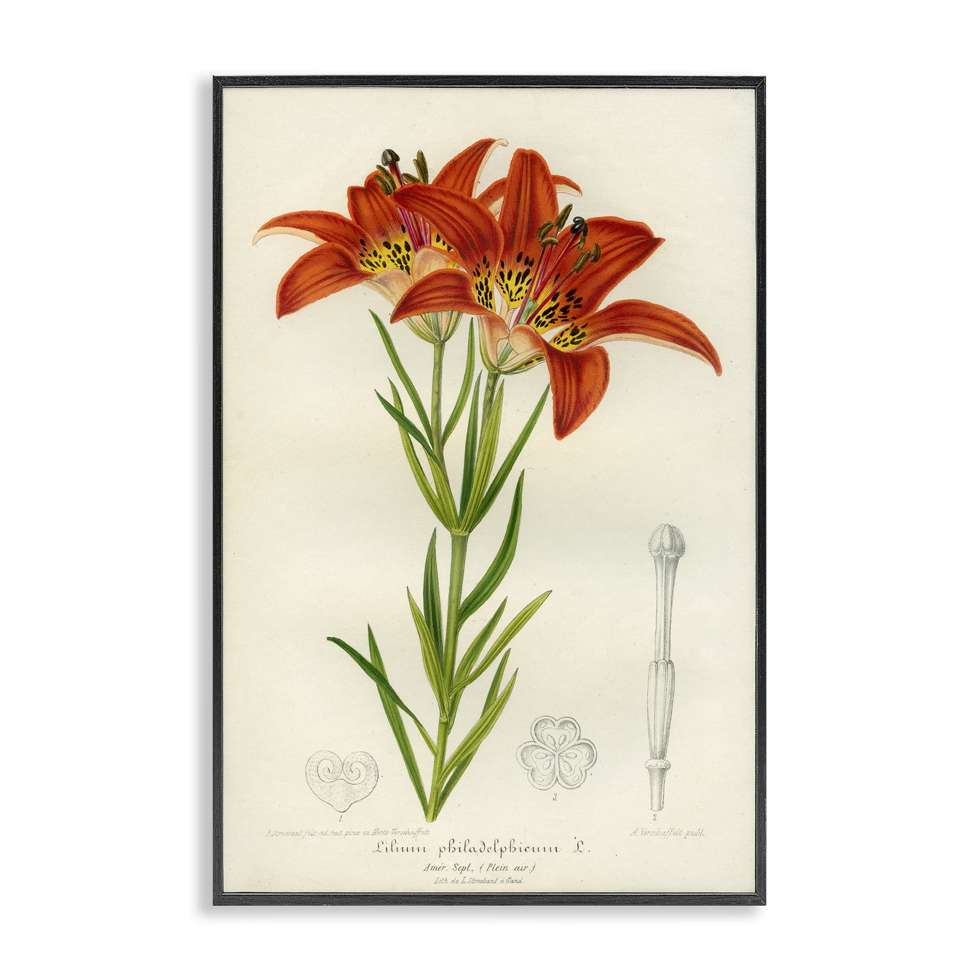 Stupell Industries Western Red Lily Black Framed Giclee Art, design by Print Collection