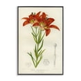 thumbnail image 1 of Stupell Industries Shabby Chic Western Red Lily Black Framed Giclee Art, 20 x 30, by Print Collection, 1 of 8
