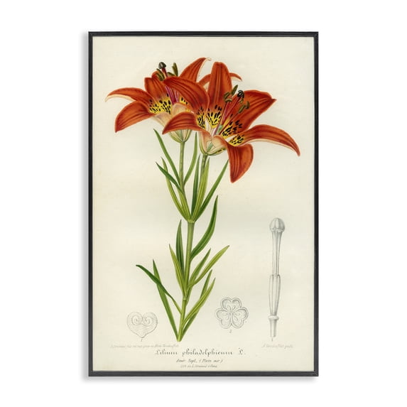 Stupell Industries Shabby Chic Western Red Lily Black Framed Giclee Art, 20 x 30, by Print Collection